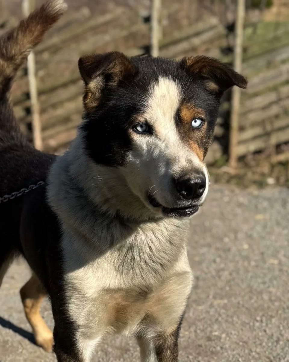 Aussie the Alaska husky