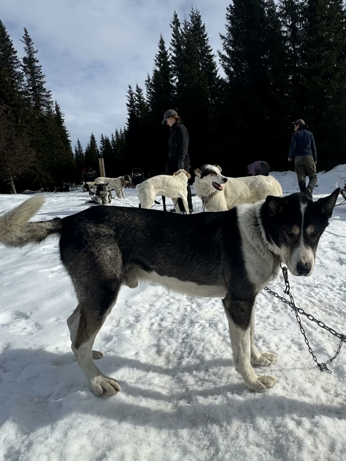 Bob the Alaska husky
