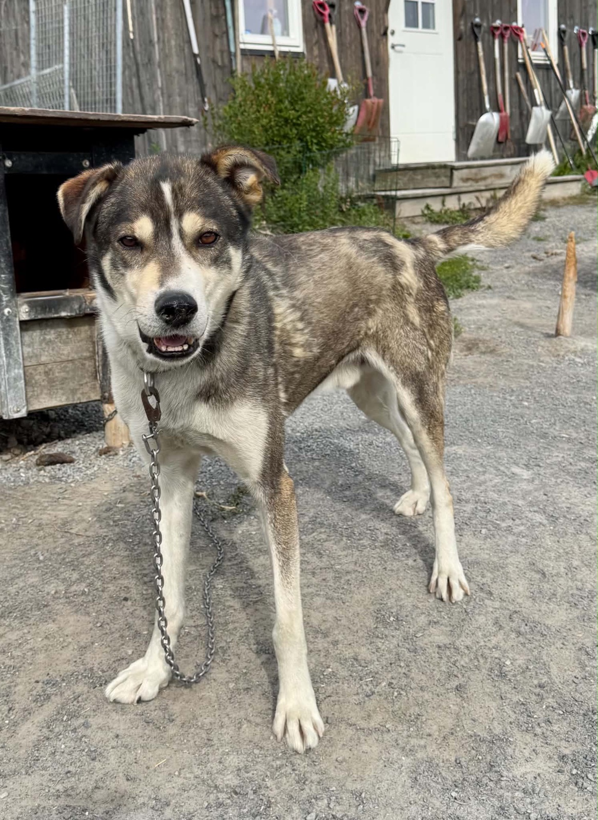 Miekak the Alaska husky