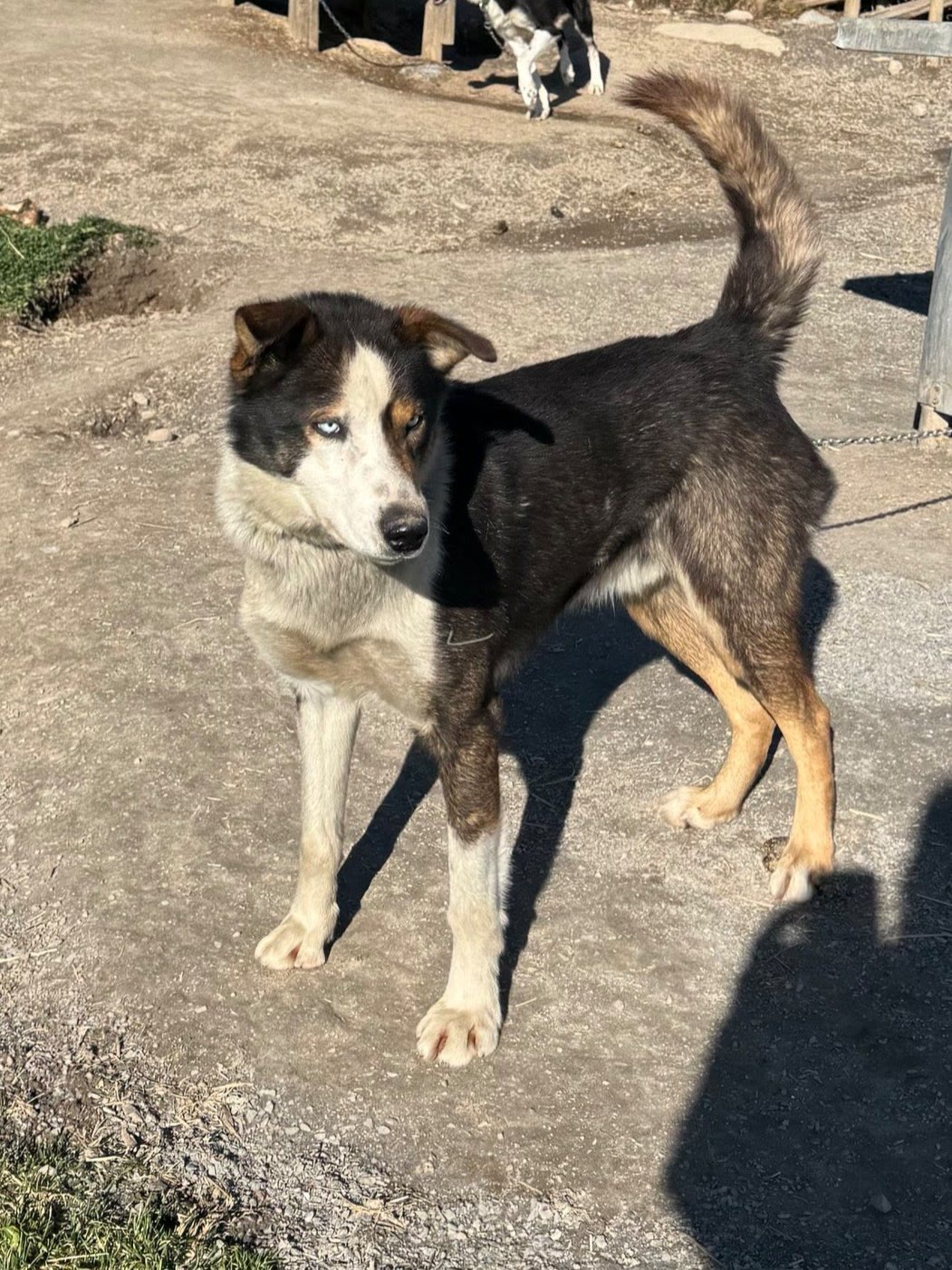 Aussie standing in the sun