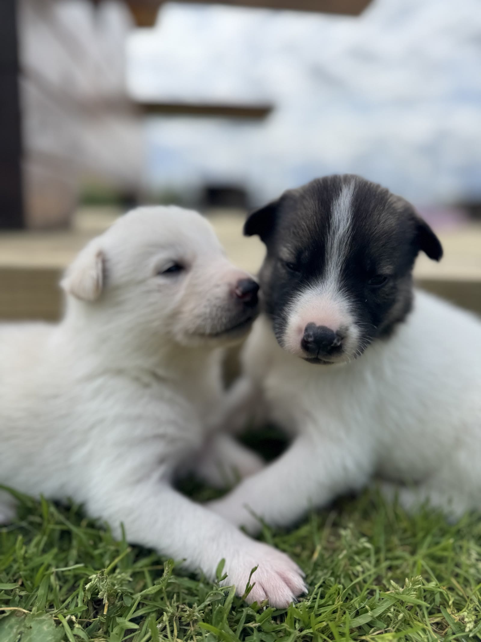 Two puppies from Fnugg's litter