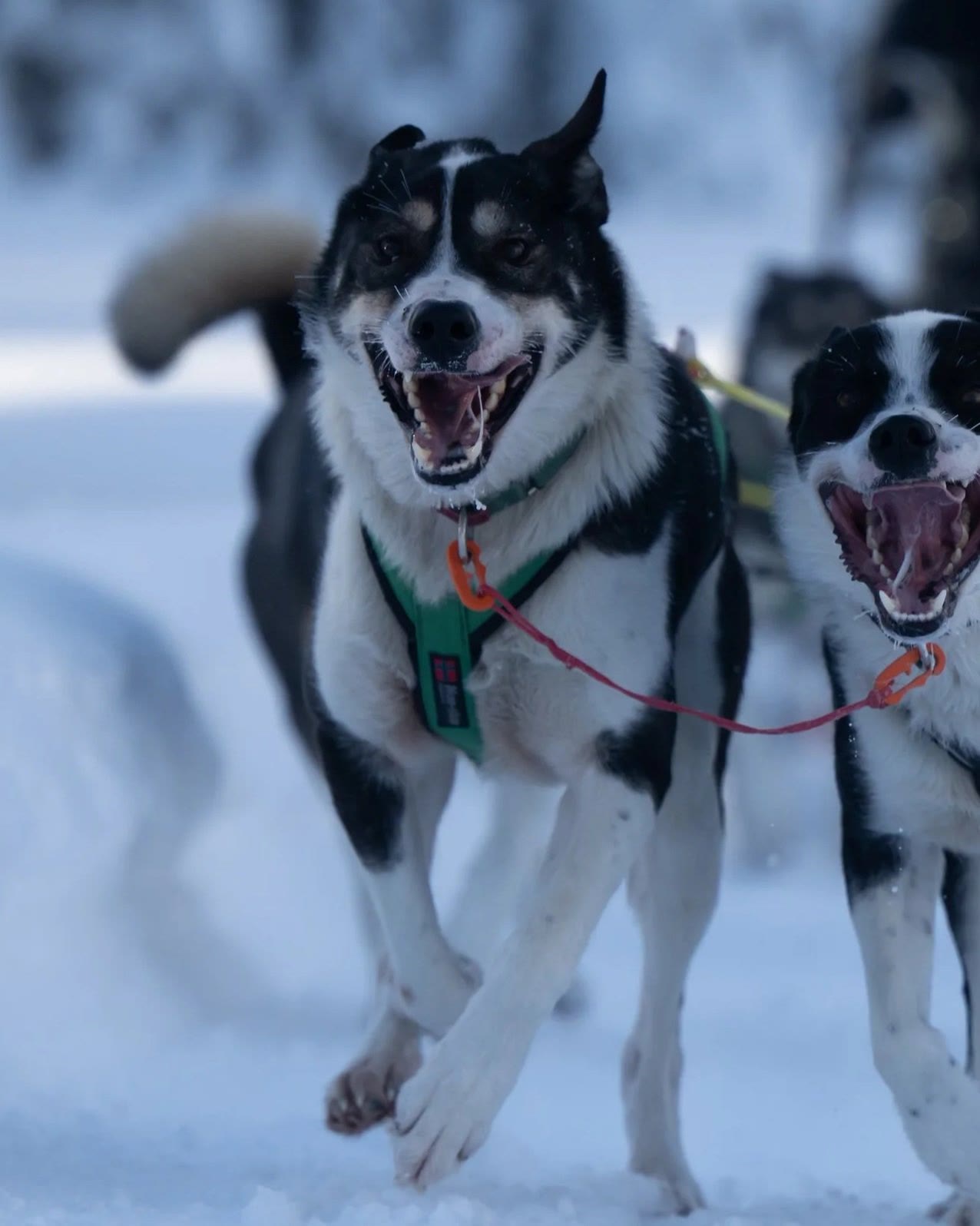 Bob running in a sled dog team