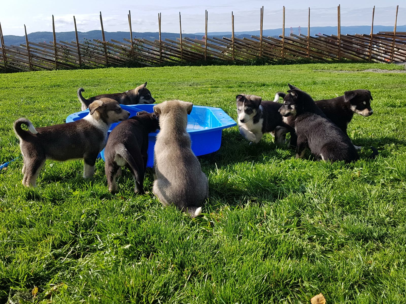 Puppies playing around their pool on the grass