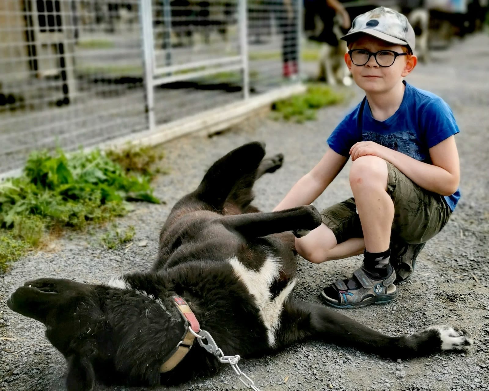 A young visitor with a playful husky at the kennel