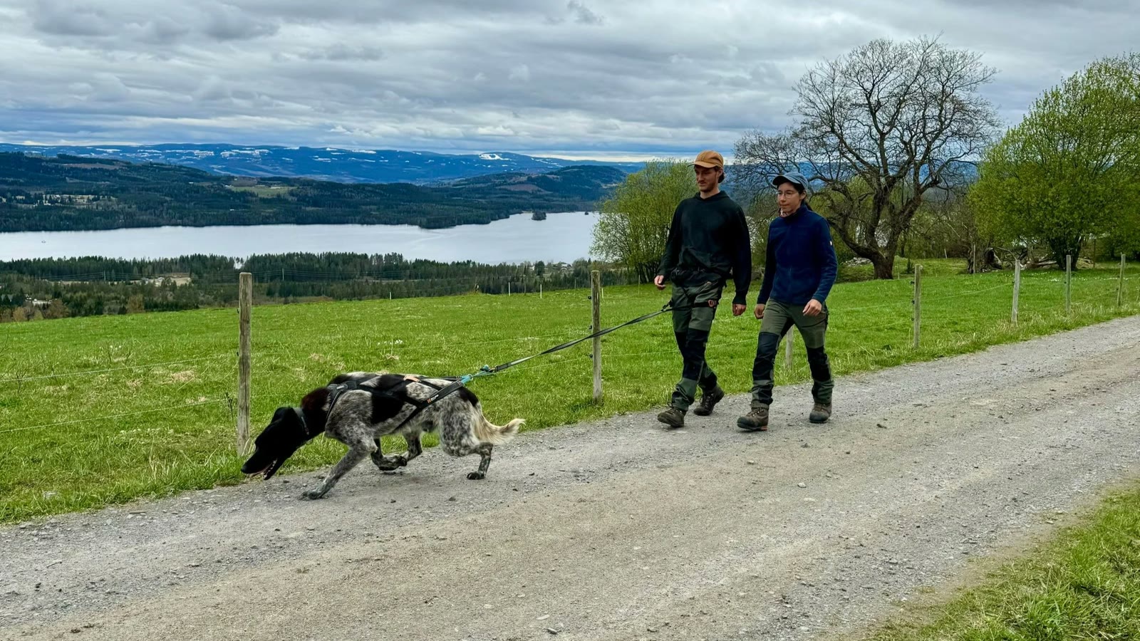 Husky hike on the road above the lake