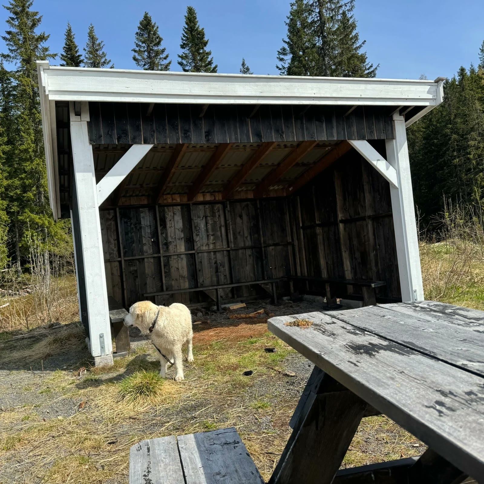 The gapahuk shelter at the top of the hike