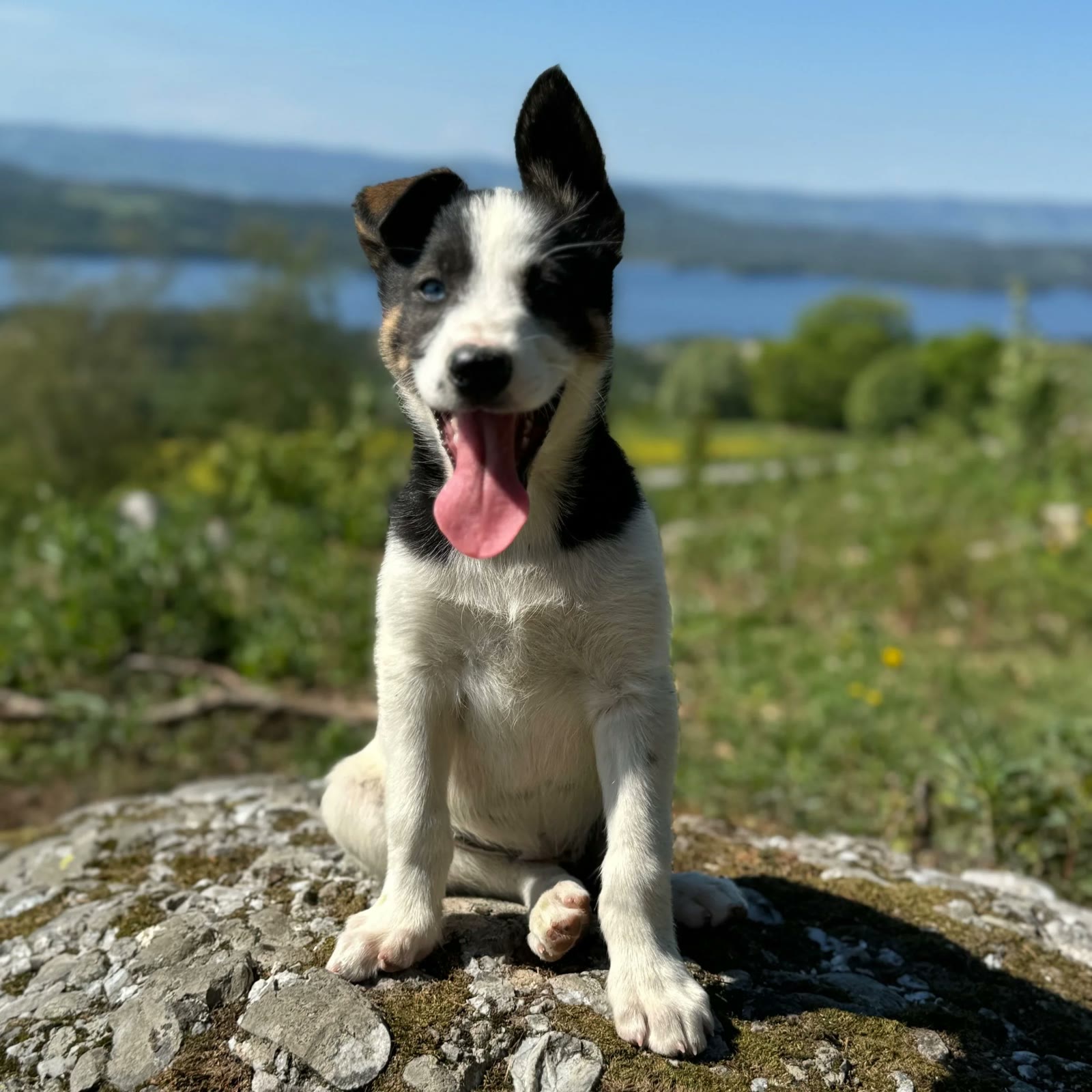 A husky puppy enjoying the view on the hike