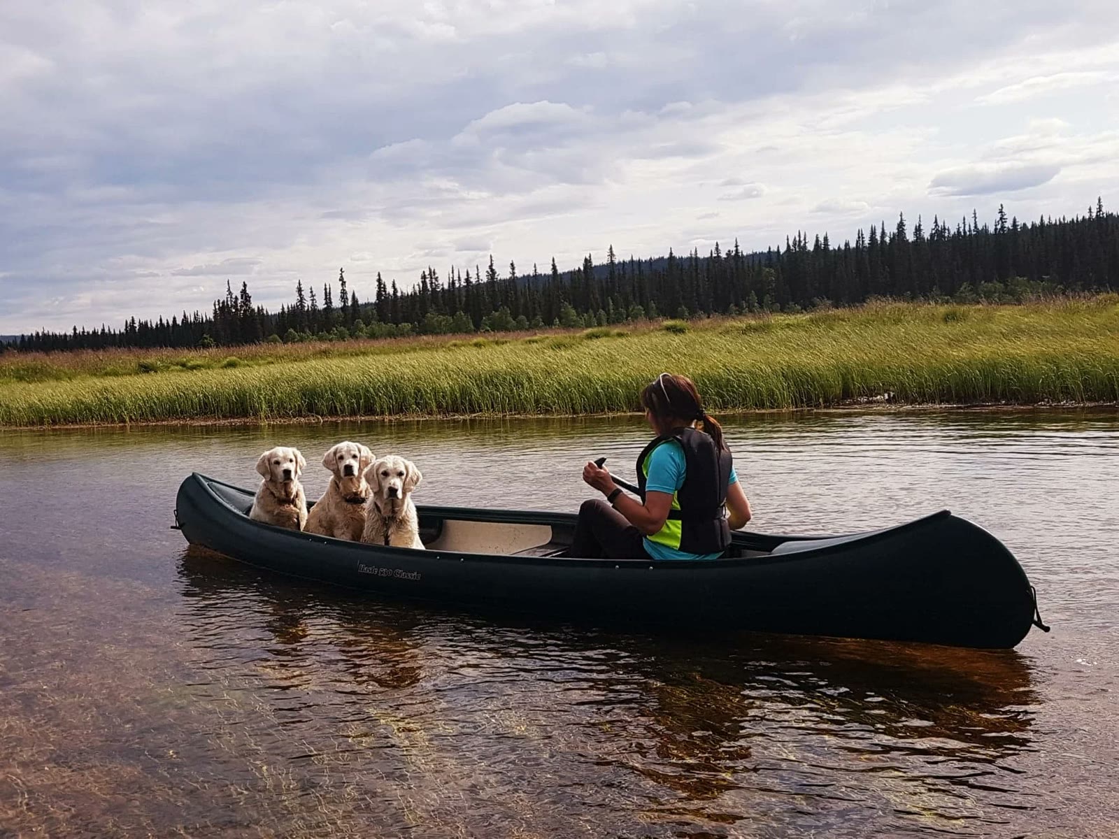 Three golden retrievers along for the canoe ride