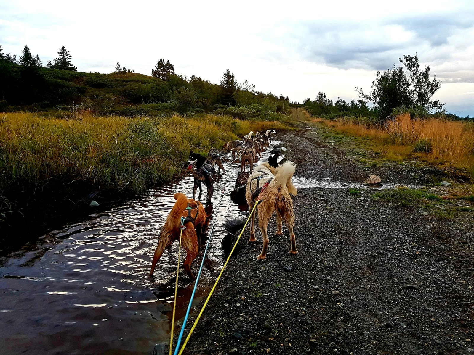 The team crossing a stream on an autumn cart tour