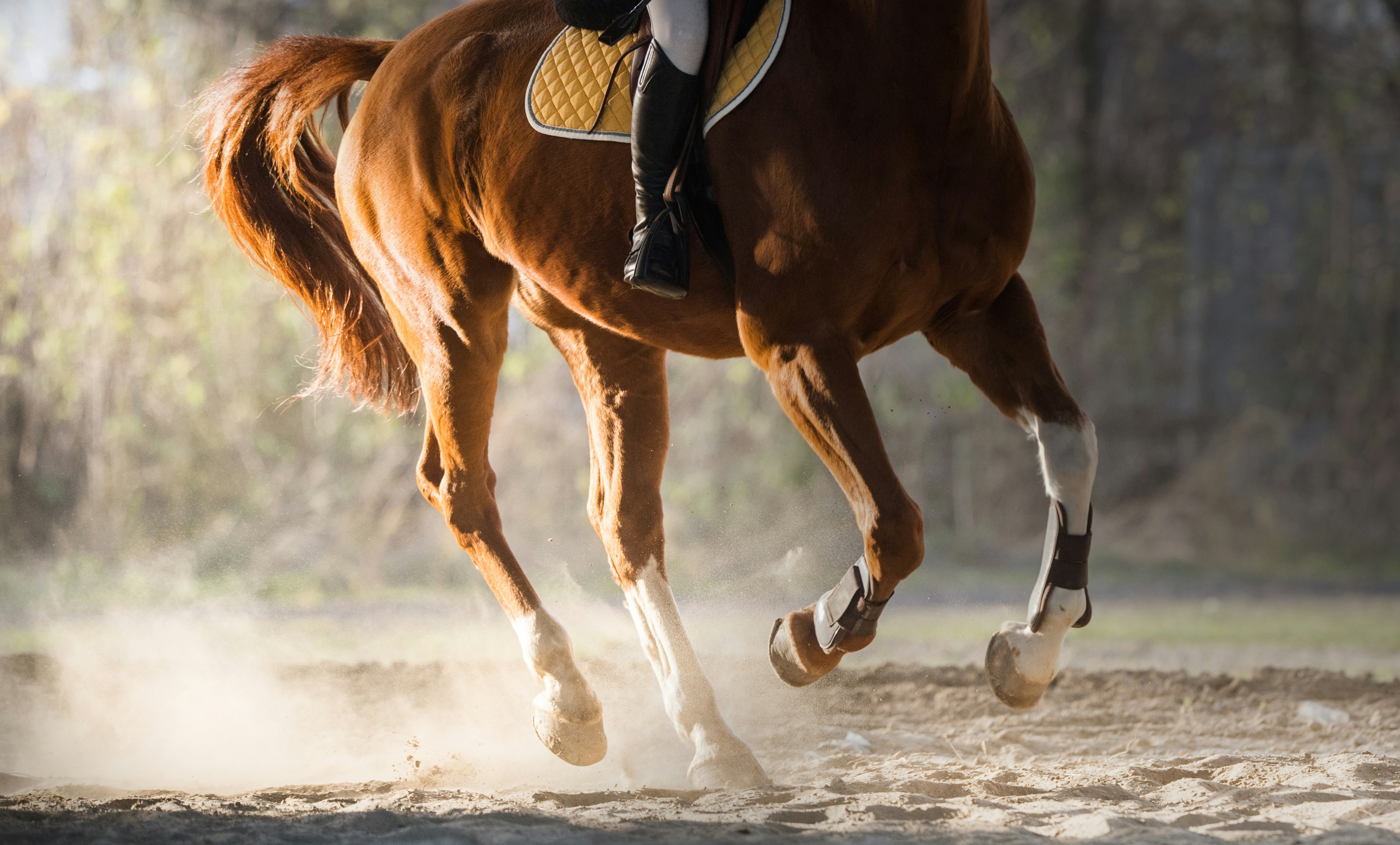 A horse practices for an equestrian competition.