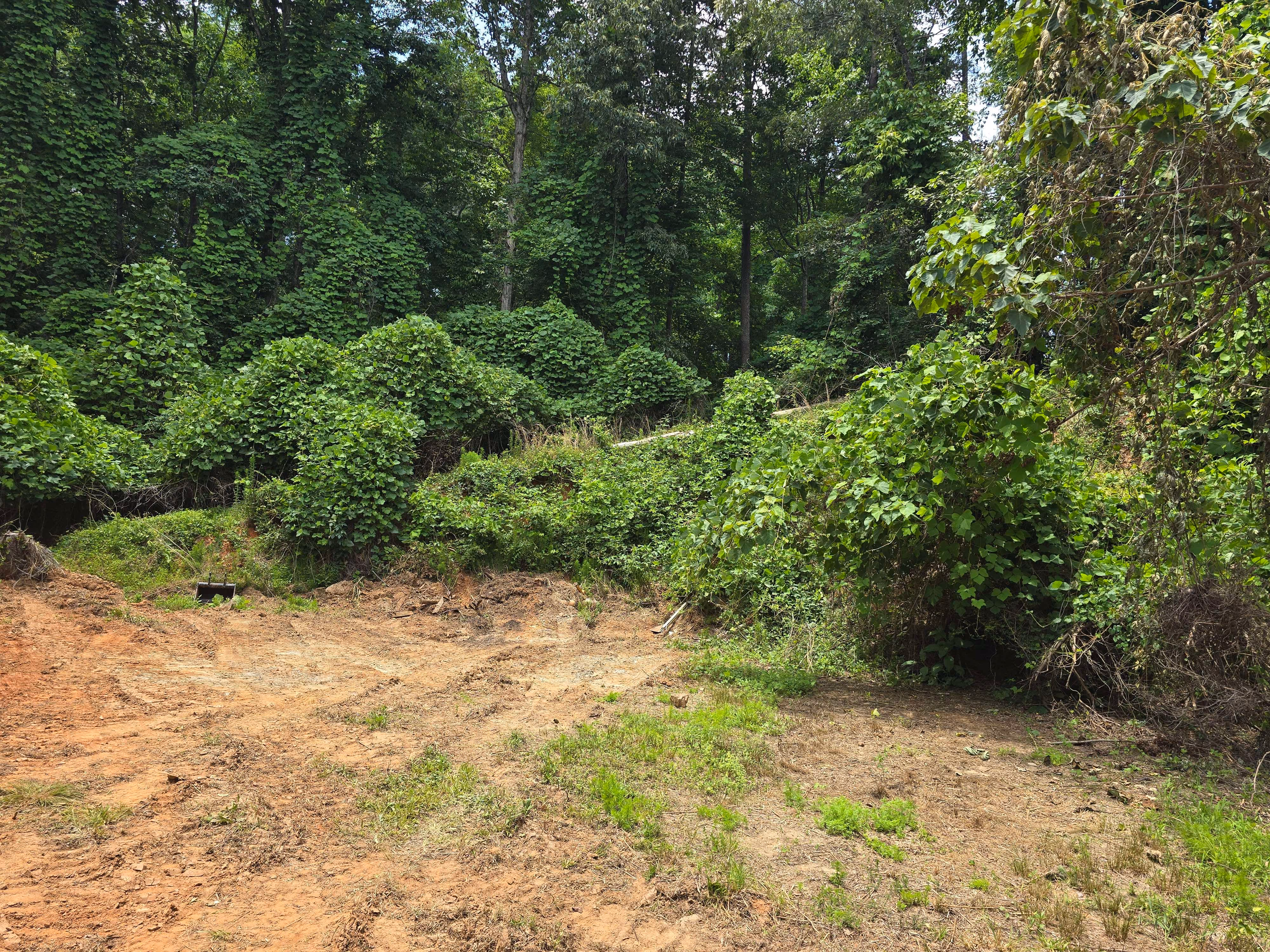 Cleared dirt area in front of dense green trees and bushes under daylight.