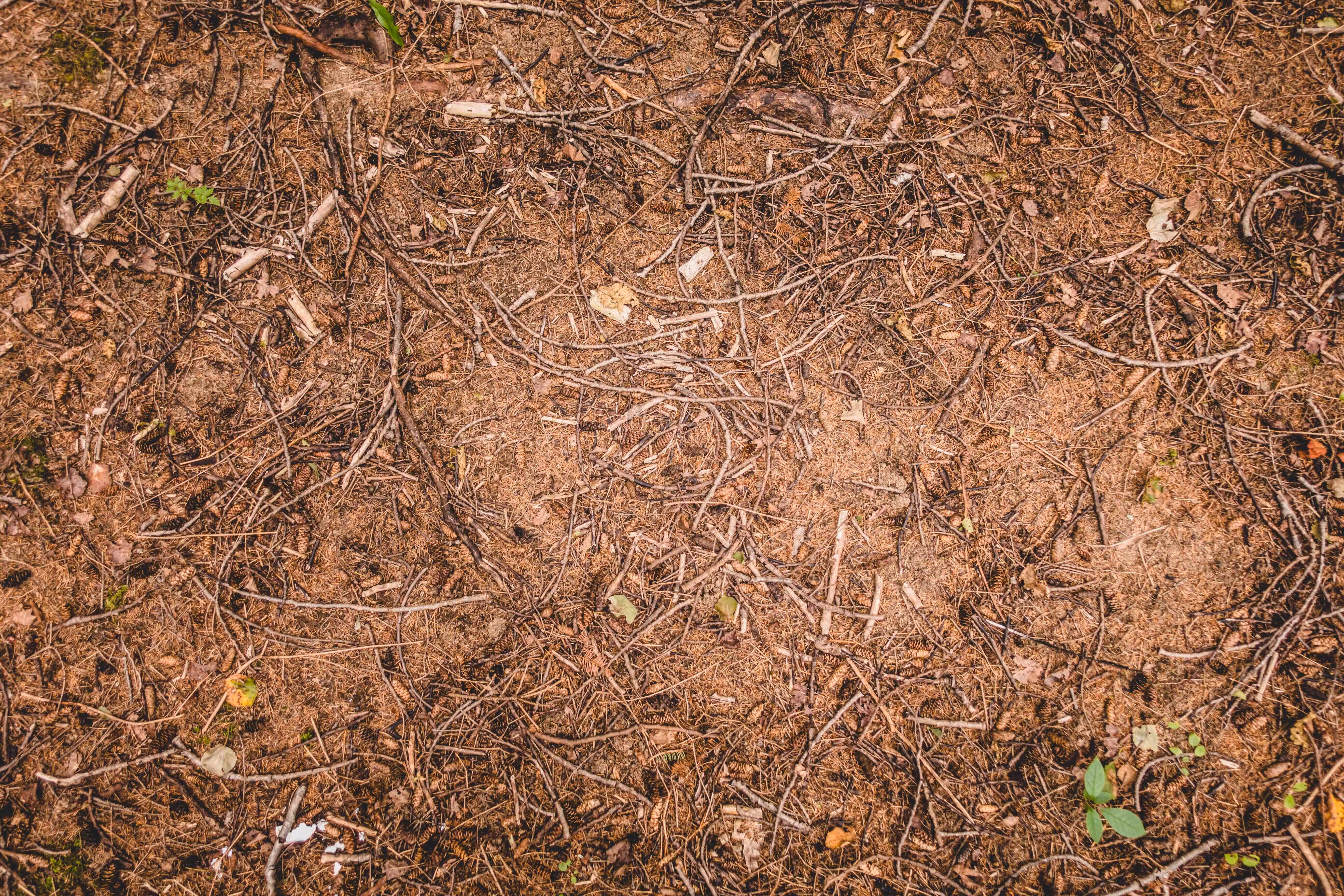 Close-up of dry forest floor covered with twigs, pine needles, small leaves, and scattered green plants.