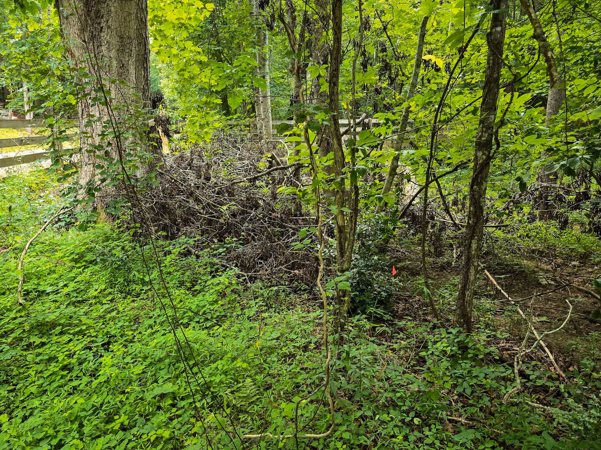 Dense green forest undergrowth with trees, vines, and a wooden fence in the background.