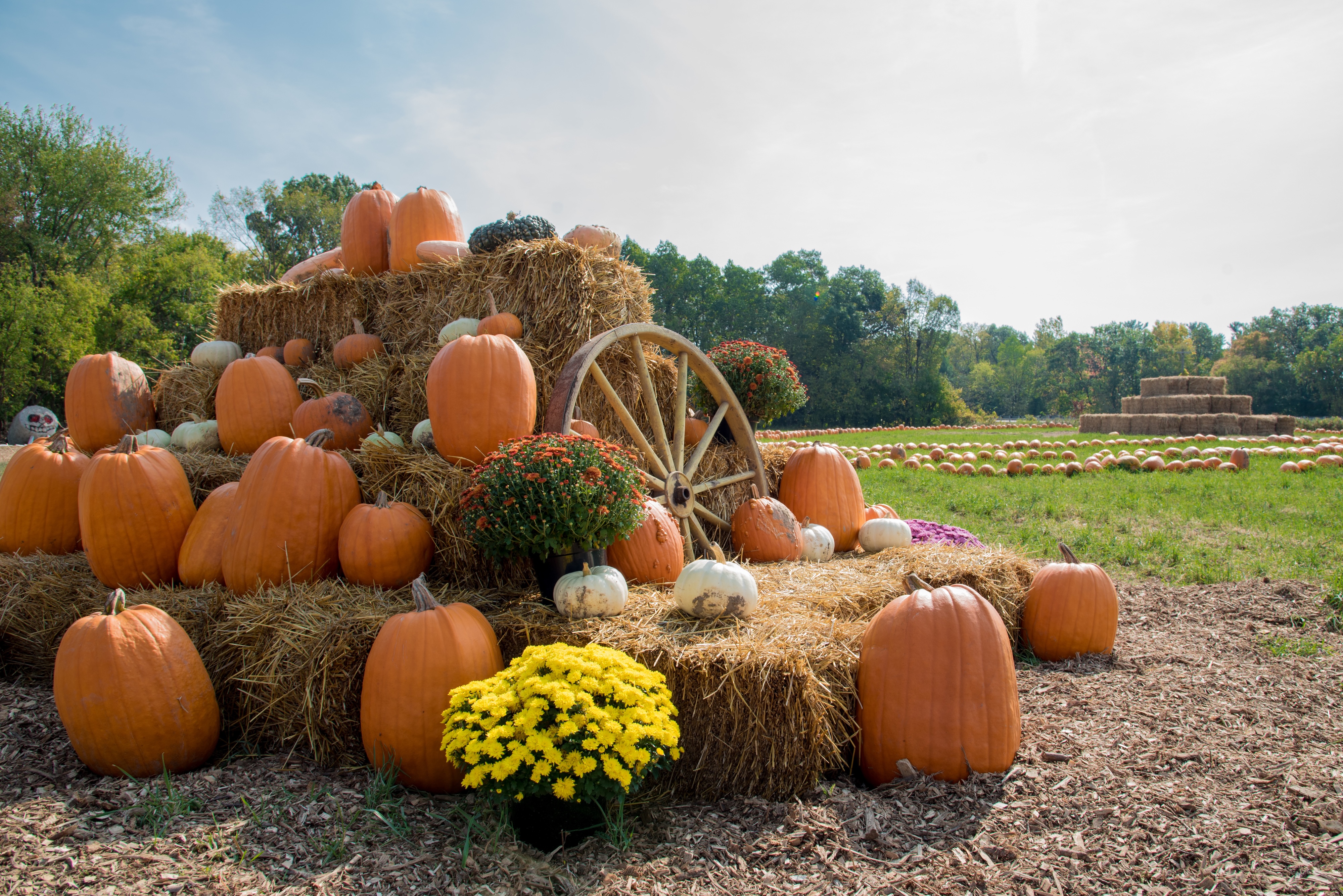 Pumpkin patch stock image