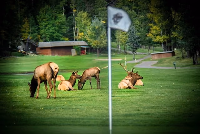 The Lodge Elk