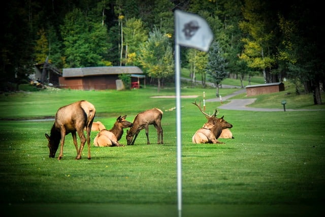 The Lodge Elk