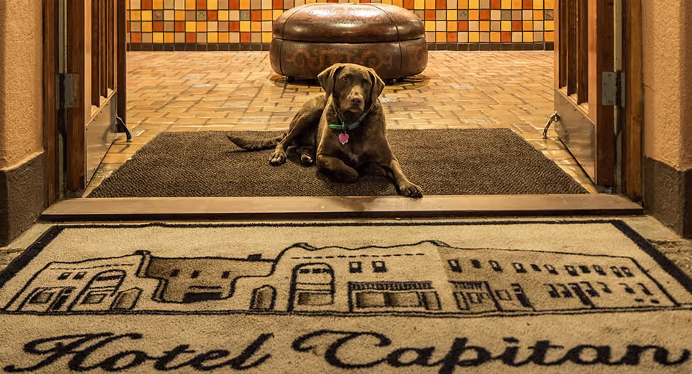 Dog pet friendly