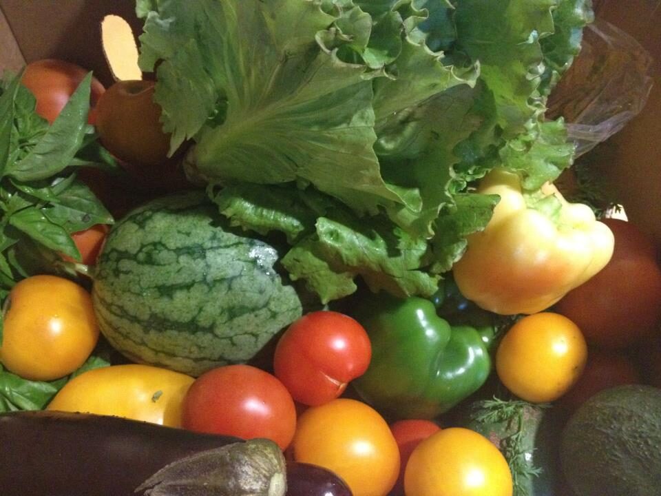 Summer harvest of watermelon, tomatoes, peppers and greens from Eli's Farms