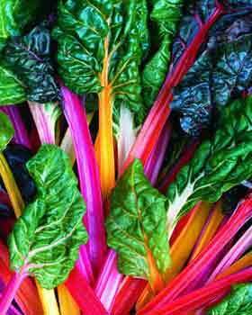 Freshly harvested rainbow Swiss chard from Eli's Farms