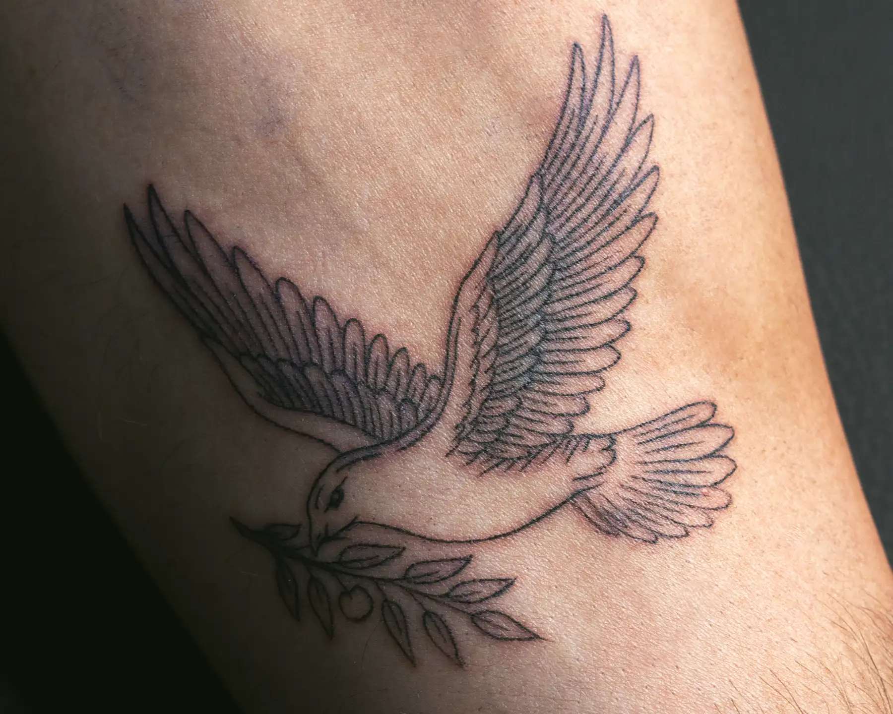 Fine-line dove outline