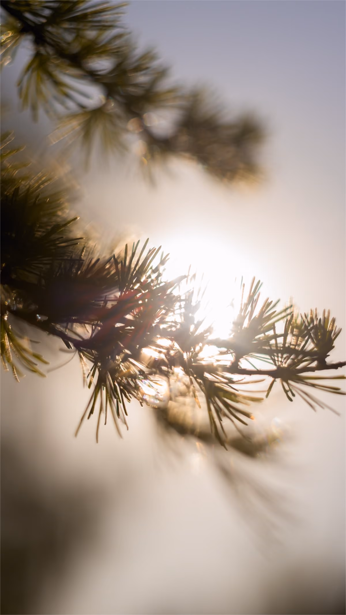 Close-up of pine tree branches with sunlight shining through soft blurry background.