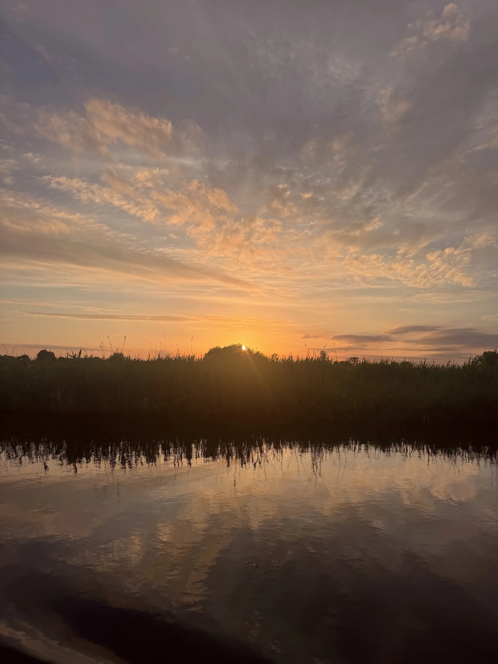 Wandelpad met vlonders door het rietland
