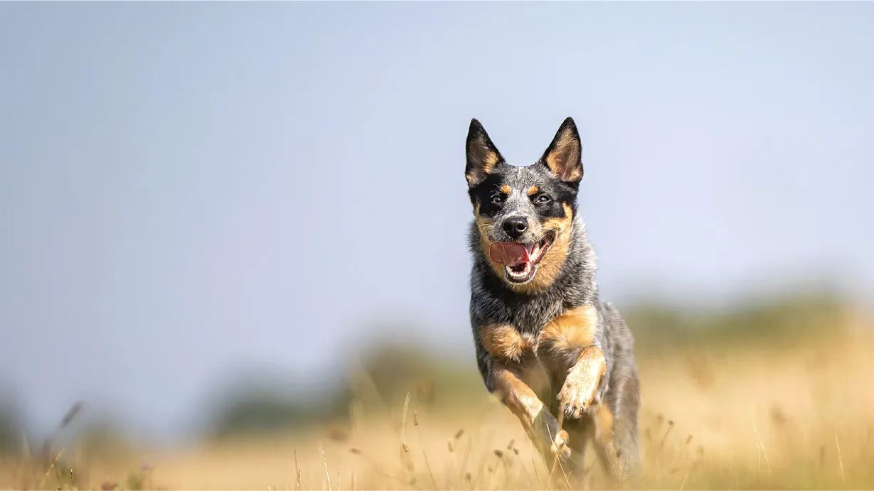 Happy Australian cattle dog running through a dry grassy field under a clear sky.