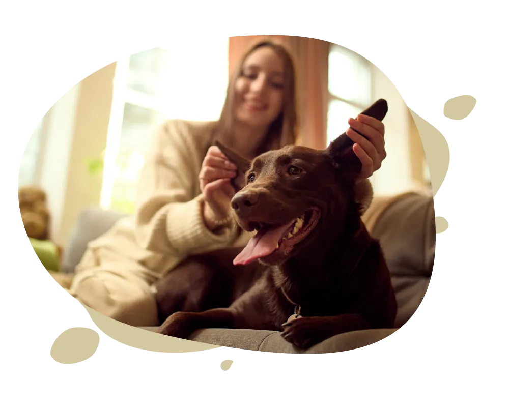 Smiling woman sitting on couch playing with happy brown dog by holding its ears up.