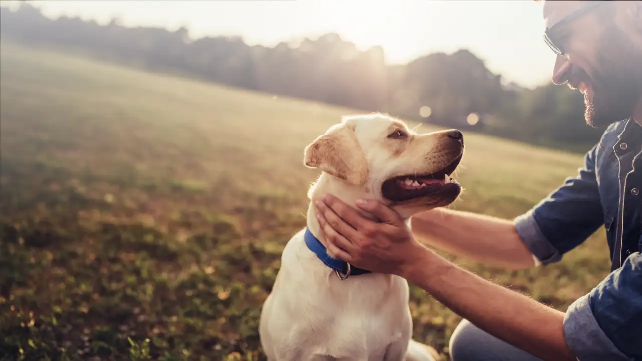 Man smiling and holding a happy yellow Labrador retriever wearing a blue collar outside at sunset.