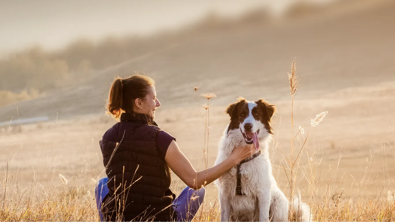Woman sitting in a field at sunset petting a happy black and white dog with its tongue out.