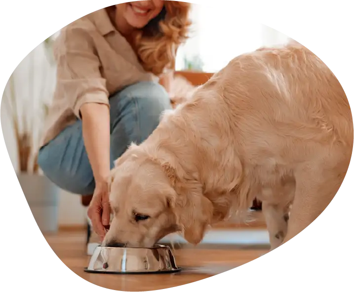 Golden retriever eating from a metal bowl on the floor with a smiling woman nearby.