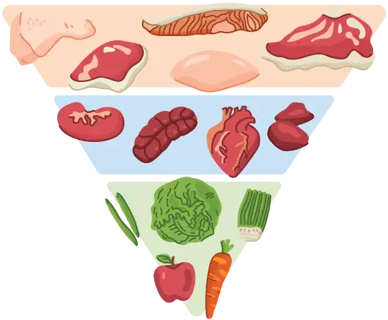Inverted food pyramid with meats on top, organs in middle, and vegetables and fruit at the bottom.