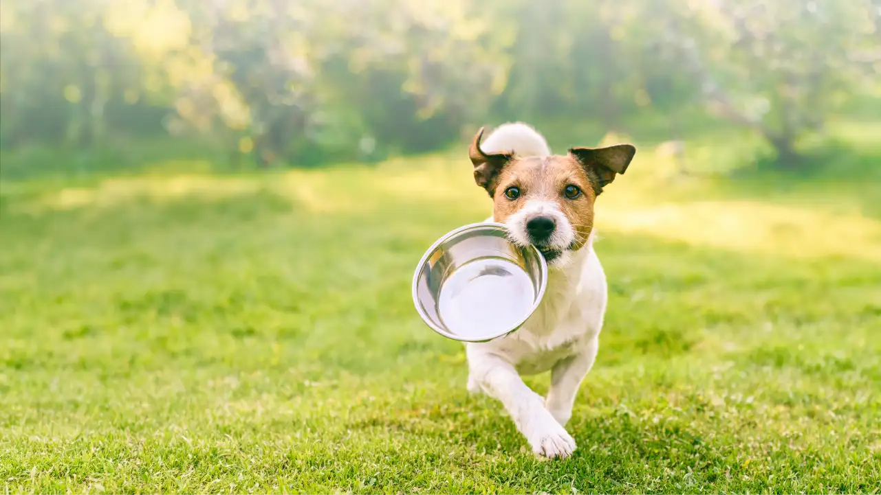 Small dog running on grass carrying an empty metal food bowl in its mouth outdoors.