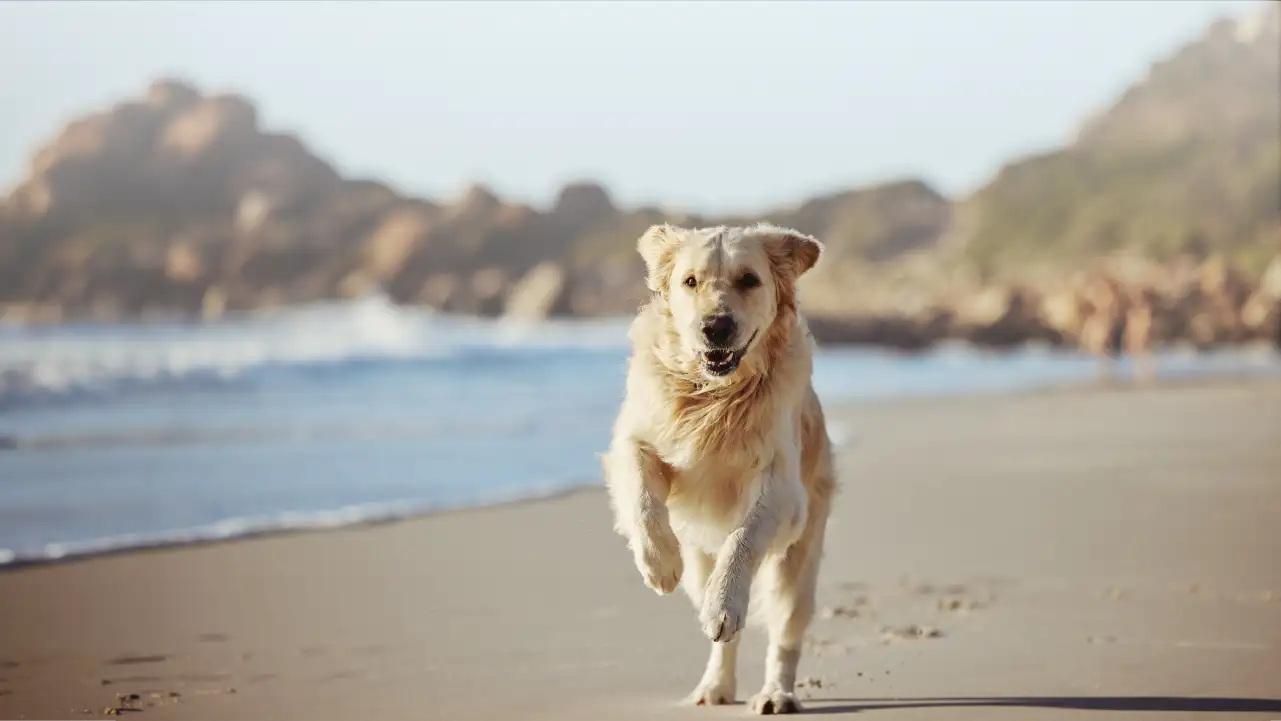 Golden retriever running joyfully on a sandy beach near the ocean with rocky hills in the background.