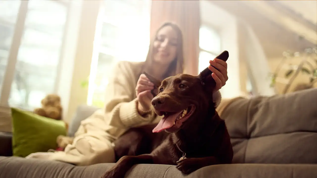 Woman sitting on a couch playing and smiling with a happy brown dog with its tongue out.