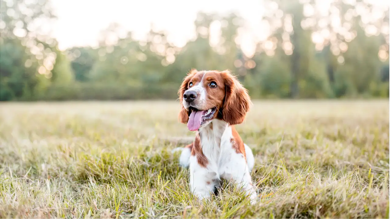 Brown and white dog lying on grass with tongue out in a field with trees in the background.