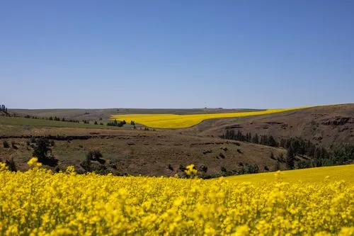 Farm fields stretching across a Palouse valley