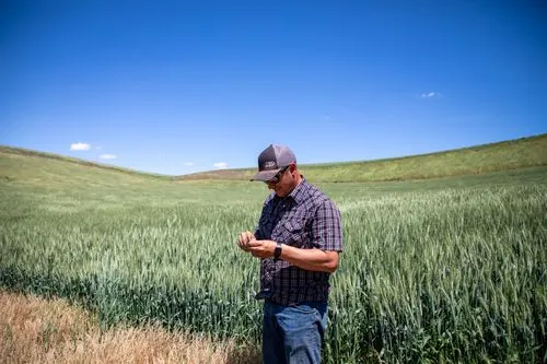 Checking the wheat crop in the field