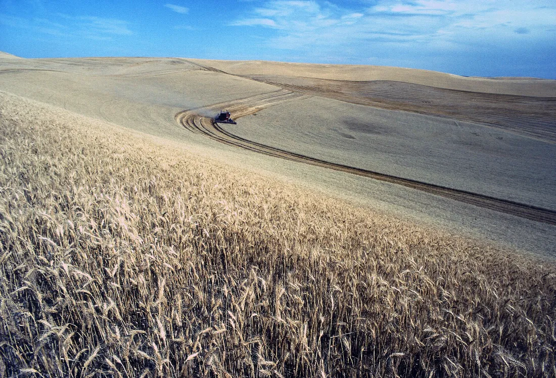 Winter Wheat