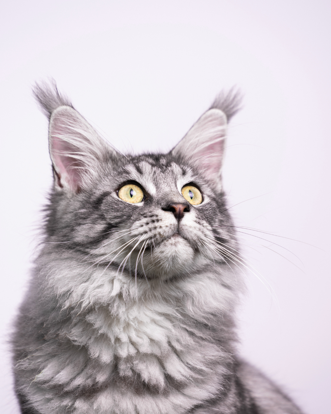 image of customer support interactions (for an animal welfare nonprofit)