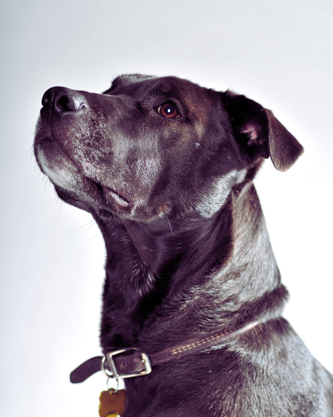 image of veterinary services for animals