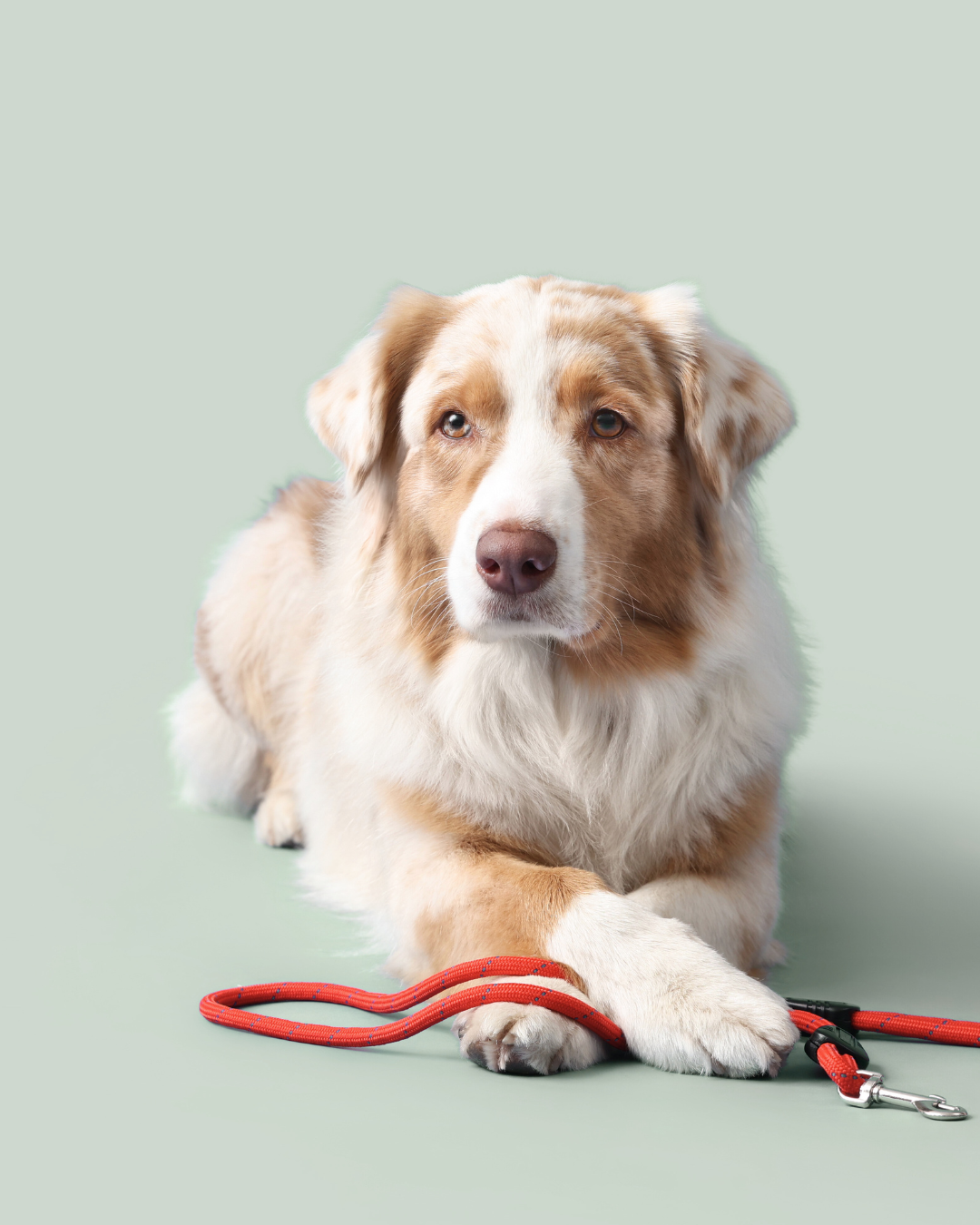 image of customer support interactions (for an animal welfare nonprofit)