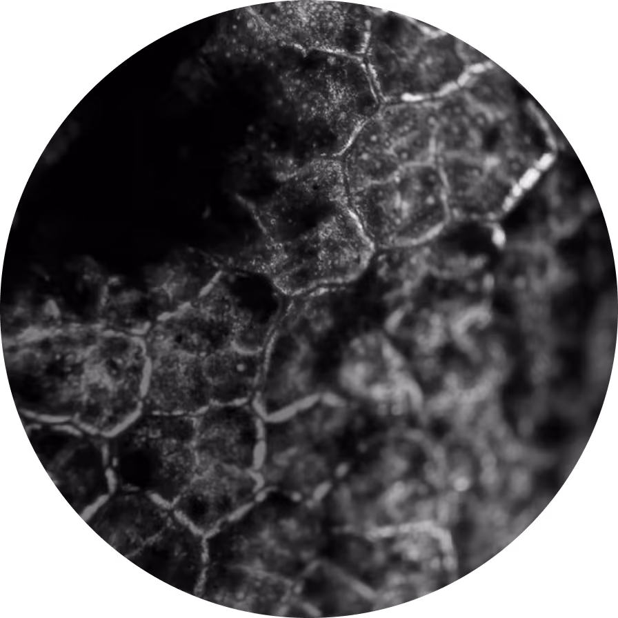 Close-up black and white image of a textured surface showing a network of interconnected hexagonal shapes resembling plant cells or a microscopic structure.