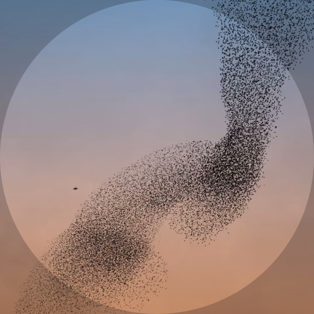 Swarm of birds flying in a twisting, dense formation against a gradient sky during sunset, with a single larger bird flying nearby.