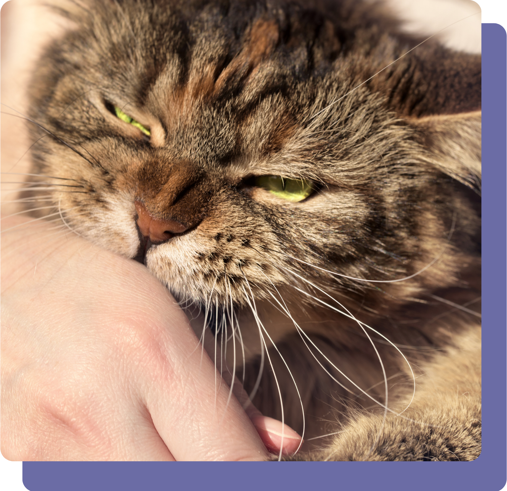 Pet Bite Protection