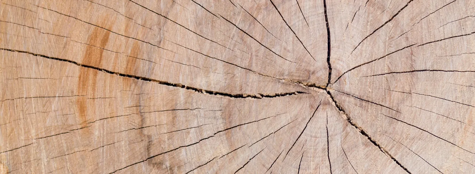Cross-section of a tree trunk, its rings and fissures recording years of slow growth.