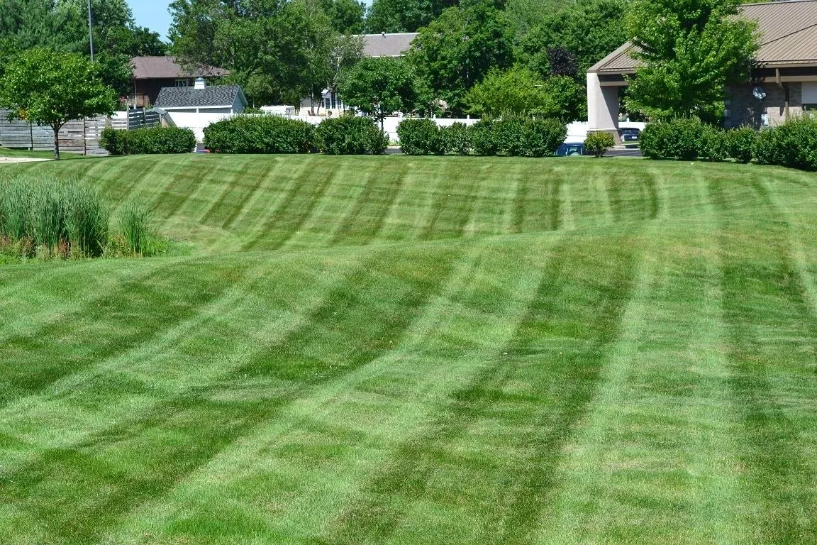 Green mowed lawn with visible striped mowing patterns and bushes in the background.