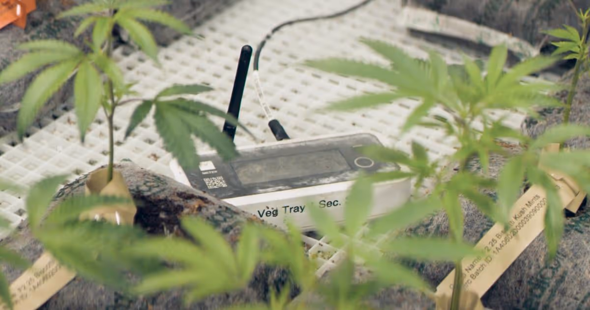 Continuous improvement in cannabis processing