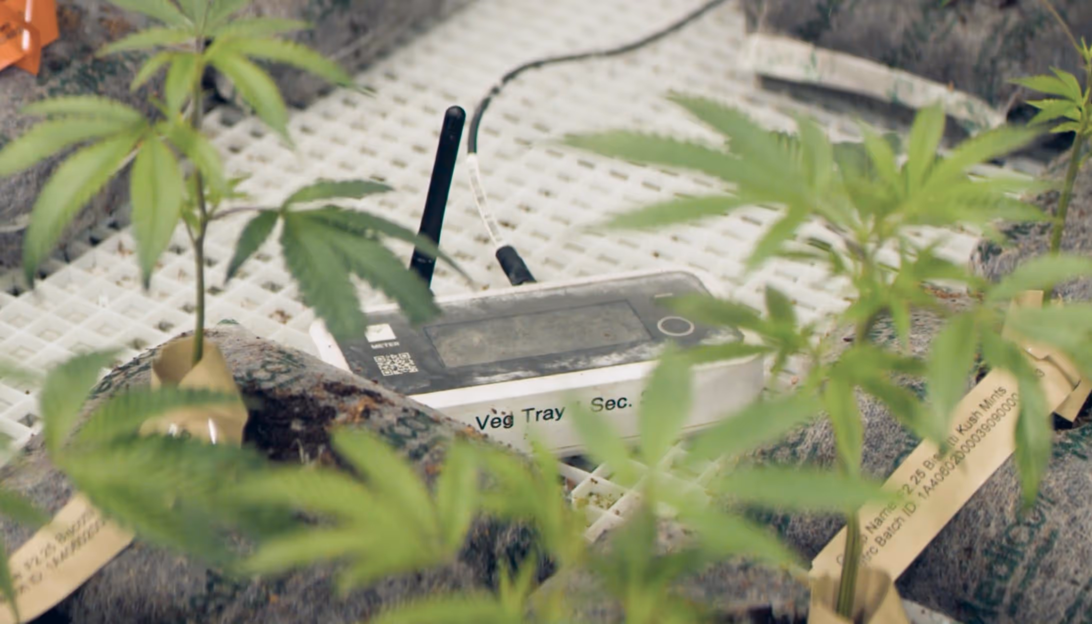 Introducing cannabis processing for continuous post-harvest improvement