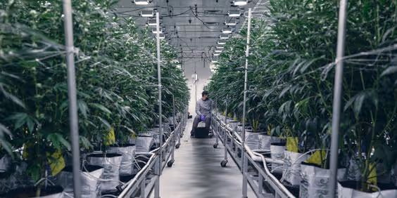 Automated greenhouses: overcoming grow challenges